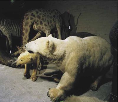 nanoq: flat out and bluesome / Glasgow