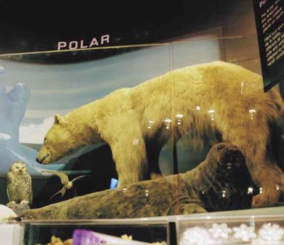 nanoq: flat out and bluesome / Leicester