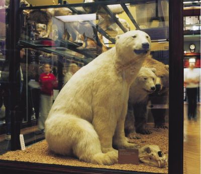 nanoq: flat out and bluesome / Tring