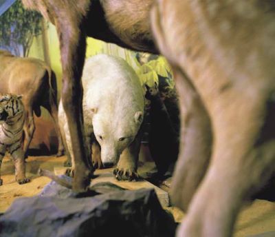 nanoq: flat out and bluesome / Newcastle