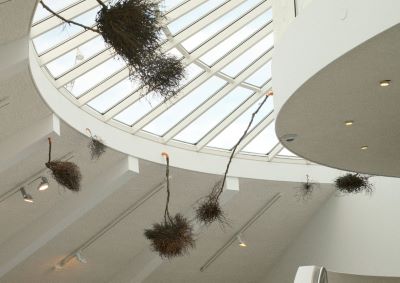 Innviðir (symbiosis)