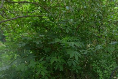 Ljóðið um rokkinn