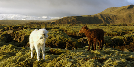Íslenskt dýrasafn - Kýklópi