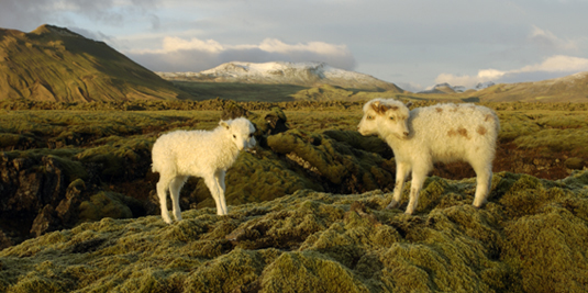 Íslenskt dýrasafn - Janus